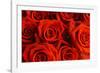 Red Roses-null-Framed Photographic Print