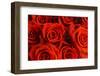 Red Roses-null-Framed Photographic Print