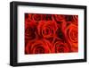 Red Roses-null-Framed Photographic Print