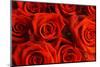 Red Roses-null-Mounted Photographic Print