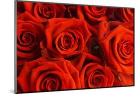 Red Roses-null-Mounted Photographic Print