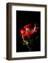 Red Roses-igor stevanovic-Framed Photographic Print