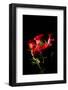 Red Roses-igor stevanovic-Framed Photographic Print