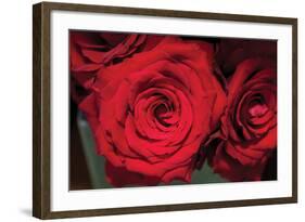 Red Roses-Erin Berzel-Framed Photographic Print