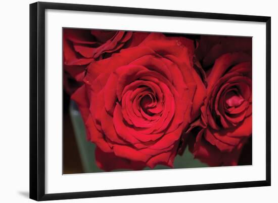 Red Roses-Erin Berzel-Framed Photographic Print