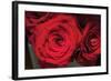 Red Roses-Erin Berzel-Framed Photographic Print