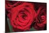 Red Roses-Erin Berzel-Mounted Photographic Print