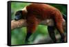 Red Ruffed Lemur (Varcia Variegata) Lying on Branch, Captive, Madagascar-Anup Shah-Framed Stretched Canvas