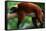 Red Ruffed Lemur (Varcia Variegata) Lying on Branch, Captive, Madagascar-Anup Shah-Framed Stretched Canvas