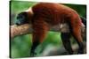 Red Ruffed Lemur (Varcia Variegata) Lying on Branch, Captive, Madagascar-Anup Shah-Stretched Canvas