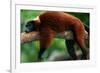 Red Ruffed Lemur (Varcia Variegata) Lying on Branch, Captive, Madagascar-Anup Shah-Framed Photographic Print