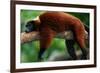 Red Ruffed Lemur (Varcia Variegata) Lying on Branch, Captive, Madagascar-Anup Shah-Framed Photographic Print