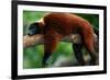 Red Ruffed Lemur (Varcia Variegata) Lying on Branch, Captive, Madagascar-Anup Shah-Framed Photographic Print