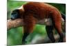 Red Ruffed Lemur (Varcia Variegata) Lying on Branch, Captive, Madagascar-Anup Shah-Mounted Photographic Print