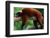 Red Ruffed Lemur (Varcia Variegata) Lying on Branch, Captive, Madagascar-Anup Shah-Framed Photographic Print