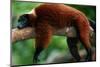 Red Ruffed Lemur (Varcia Variegata) Lying on Branch, Captive, Madagascar-Anup Shah-Mounted Photographic Print