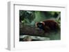 Red Ruffed Lemur (Varecia Variegata Ruber) Lying down on Branch, Madagascar-Anup Shah-Framed Photographic Print