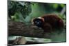 Red Ruffed Lemur (Varecia Variegata Ruber) Lying down on Branch, Madagascar-Anup Shah-Mounted Photographic Print