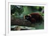 Red Ruffed Lemur (Varecia Variegata Ruber) Lying down on Branch, Madagascar-Anup Shah-Framed Photographic Print