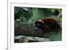 Red Ruffed Lemur (Varecia Variegata Ruber) Lying down on Branch, Madagascar-Anup Shah-Framed Photographic Print