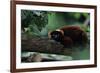 Red Ruffed Lemur (Varecia Variegata Ruber) Lying down on Branch, Madagascar-Anup Shah-Framed Photographic Print