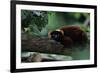 Red Ruffed Lemur (Varecia Variegata Ruber) Lying down on Branch, Madagascar-Anup Shah-Framed Photographic Print