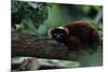Red Ruffed Lemur (Varecia Variegata Ruber) Lying down on Branch, Madagascar-Anup Shah-Mounted Photographic Print