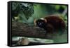 Red Ruffed Lemur (Varecia Variegata Ruber) Lying down on Branch, Madagascar-Anup Shah-Framed Stretched Canvas