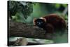 Red Ruffed Lemur (Varecia Variegata Ruber) Lying down on Branch, Madagascar-Anup Shah-Stretched Canvas