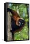 Red-Ruffed Lemur-null-Framed Stretched Canvas