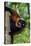 Red-Ruffed Lemur-null-Stretched Canvas