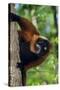 Red-Ruffed Lemur-null-Stretched Canvas
