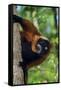 Red-Ruffed Lemur-null-Framed Stretched Canvas