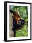 Red-Ruffed Lemur-null-Framed Premium Photographic Print