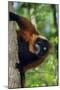 Red-Ruffed Lemur-null-Mounted Premium Photographic Print