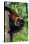 Red-Ruffed Lemur-null-Stretched Canvas