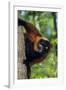 Red-Ruffed Lemur-null-Framed Photographic Print