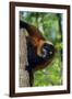 Red-Ruffed Lemur-null-Framed Photographic Print