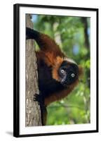 Red-Ruffed Lemur-null-Framed Photographic Print