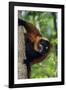 Red-Ruffed Lemur-null-Framed Photographic Print