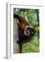 Red-Ruffed Lemur-null-Framed Photographic Print