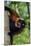 Red-Ruffed Lemur-null-Mounted Photographic Print