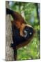Red-Ruffed Lemur-null-Mounted Photographic Print