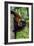 Red-Ruffed Lemur-null-Framed Photographic Print