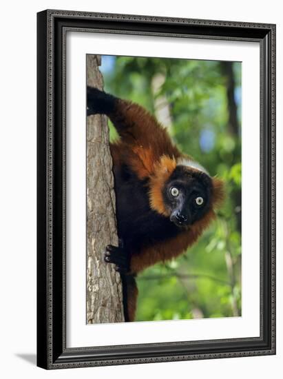 Red-Ruffed Lemur-null-Framed Photographic Print