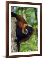 Red-Ruffed Lemur-null-Framed Photographic Print