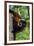 Red-Ruffed Lemur-null-Framed Photographic Print