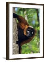 Red-Ruffed Lemur-null-Framed Photographic Print