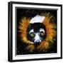 Red Ruffed Lemur-null-Framed Art Print