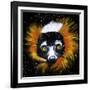 Red Ruffed Lemur-null-Framed Art Print